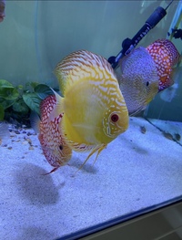 Various discus : Chens