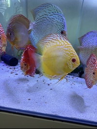 Various discus : Chens