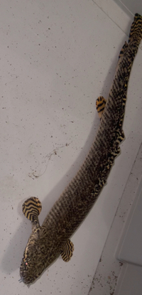 Ornate bichir £25