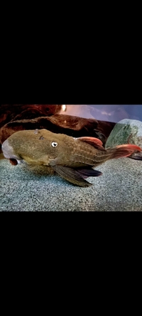 HIGH END PLECO COLLECTION
