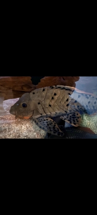 HIGH END PLECO COLLECTION