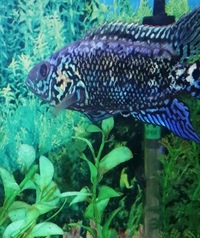 Gold cobra snakehead, electric blue Jack dempsey and pink oscar.