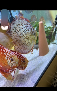 Various discus : Chens
