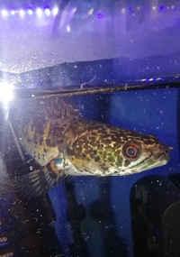 Electric blue Jack dempsey and pink oscar & Gold cobra snakehead.