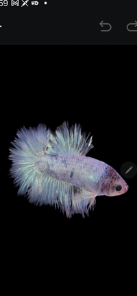 Buitfull white fin siamese fighters male