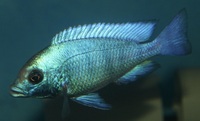 Rare malawi cichlids Placidochromis phenochilus Gissel young