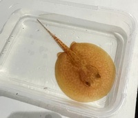 Albino Stingray Pup Male