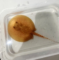 Albino Stingray Pup Male