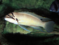 WANTED: Chalinochromis Brichardi