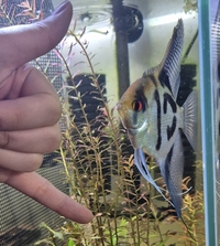 Matured Male Angelfish