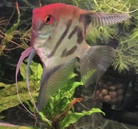 Matured Male Angelfish