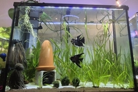 100 L tall tank