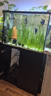 100 L tall tank