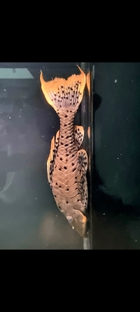 L95 ORANGE CHEEK XXL
