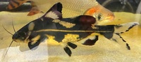 Tropical fish joblot