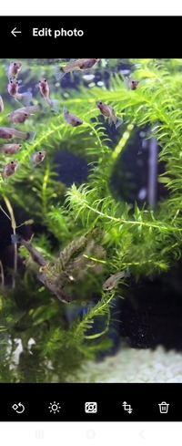 Glass Belly fish Guppies for sale