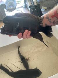 Large frontosa males