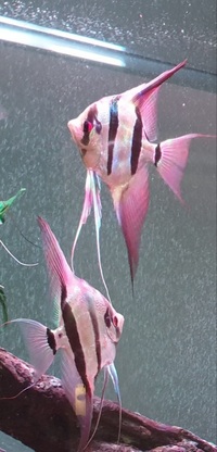 4 x XL Altum Angels