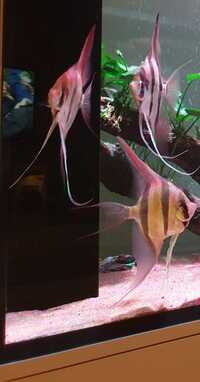 4 x XL Altum Angels