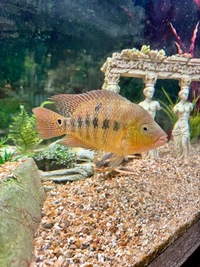 Red Terror Adult Male £60