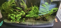Tropical fish for sale plecos Corys guppys tetras etc