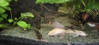 Tropical fish for sale plecos Corys guppys tetras etc