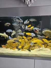 70+ malawi cichlids