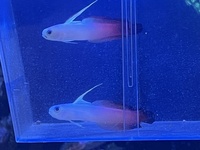 Pair of marine Firefish Red Gobies for Sale