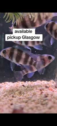 Baby frontosa fish