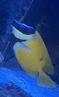 Black Spot Foxface Rabbitfish – Marine Fish for Sale