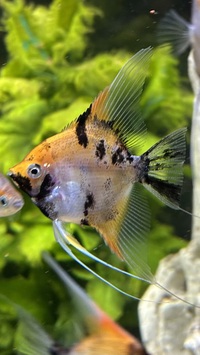 Bulk sale of home bred Koi Angels. Stunning fish