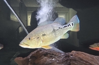 Peacock bass - 11-12 inches