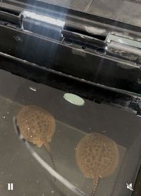2 female hets sting ray pups