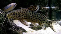 5 inch synodontis ocillifier catfish