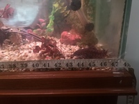 4.5 inch hoplo catfish.