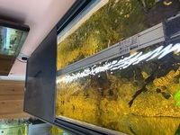 Ehiem 240L Aquarium
