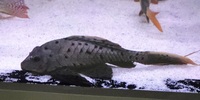 Large L95 Pinecone Pleco 11 to 12"