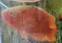 Albino Oscar Male approx 9 inch collection Wimbledon £40 ono
