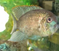 Blue Acara male approx 6 inches collection Wimbledon £30 ono