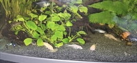Tropical fish for sale Corys guppys tetras etc reduced