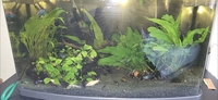 Tropical fish for sale Corys guppys tetras etc reduced