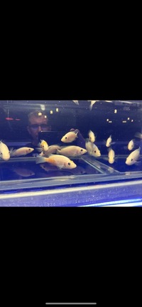 Rare Parachromis Dovii morphs wolf cichlid
