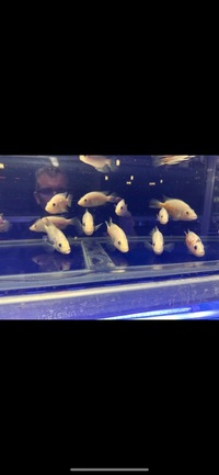 Rare Parachromis Dovii morphs wolf cichlid