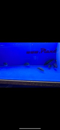 Rare Parachromis Dovii morphs wolf cichlid