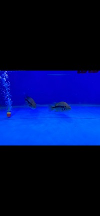 Rare Parachromis Dovii morphs wolf cichlid