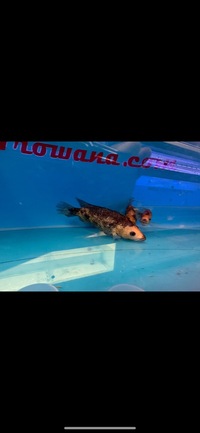 Rare Parachromis Dovii morphs wolf cichlid