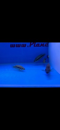 Rare Parachromis Dovii morphs wolf cichlid