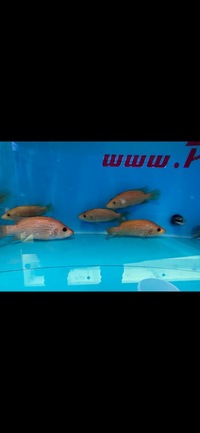 Rare Parachromis Dovii morphs wolf cichlid