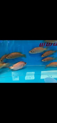 Rare Parachromis Dovii morphs wolf cichlid