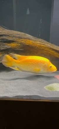 Rare Parachromis Dovii morphs wolf cichlid